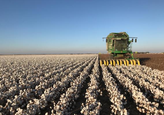 Machine harvesting cotton