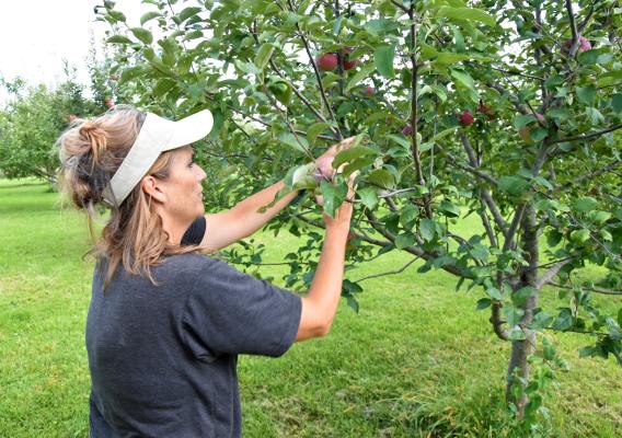 Becky Housberg picking apples on her orchard