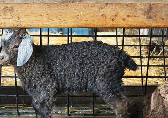 Two long-haired sheep rest at Happy Goat Lucky Ewe Farm