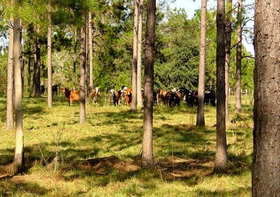 Cattle stand in the shade of trees.