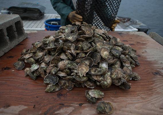 Harvested oysters on a table.