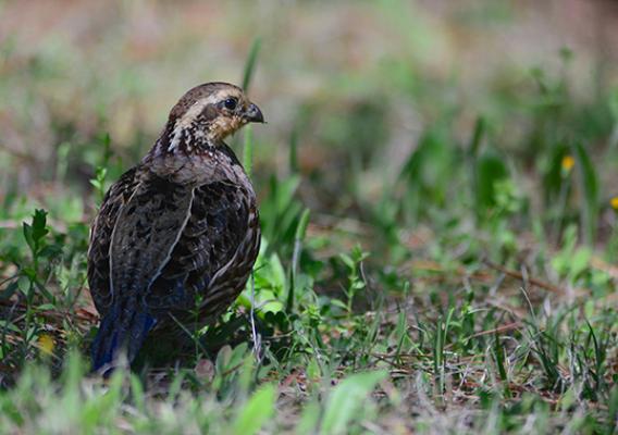 Bobwhite quail in a field
