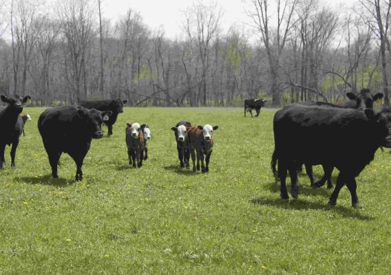 Cattle graze on Allan Sharrock&#039;s land
