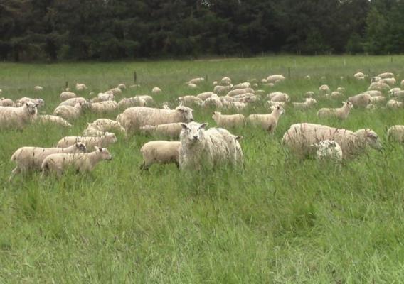 Field of sheep in Oregon
