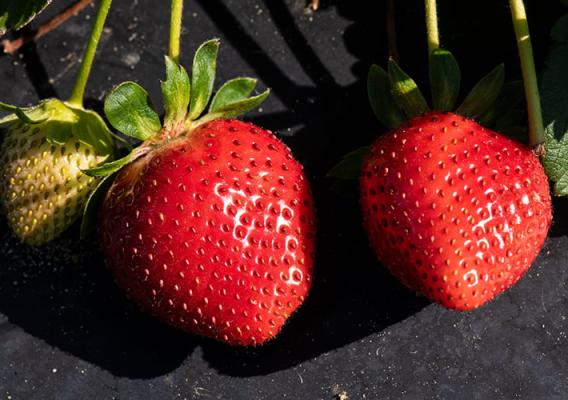 A close up image of three strawberries.