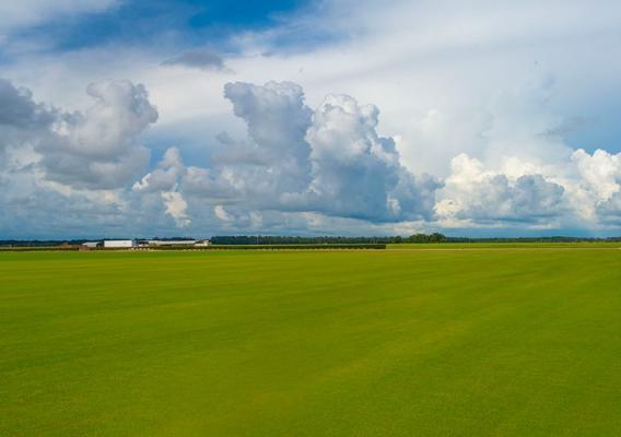 Image of green grass and blue sky with clouds.