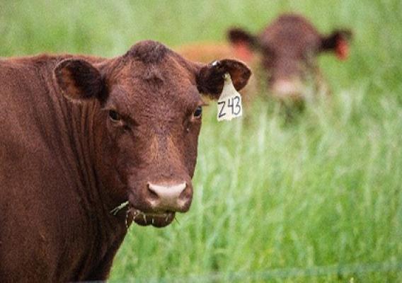Strategies for Reducing Forage Shortages