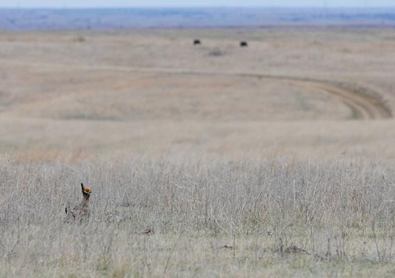 A lesser prairie-chicken on intact grasslands in Kansas with cattle grazing in the background. Photo credit: Jeremy Roberts, Conservation Media
