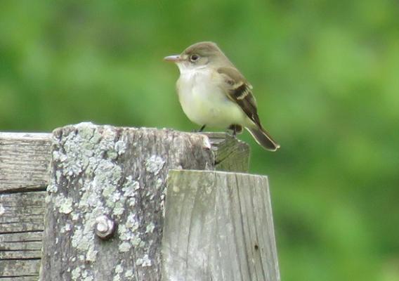 Small bird sitting on fence post