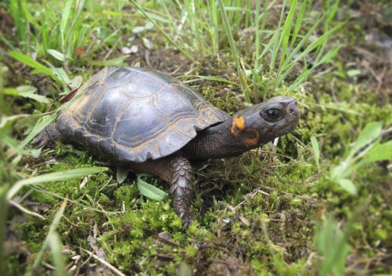 Bog turtle in grass