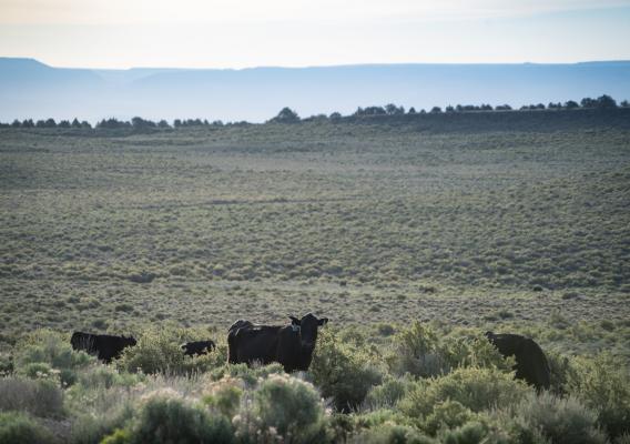 Cattle grazing in open pasture
