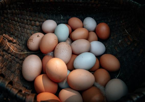 Different colored eggs in basket