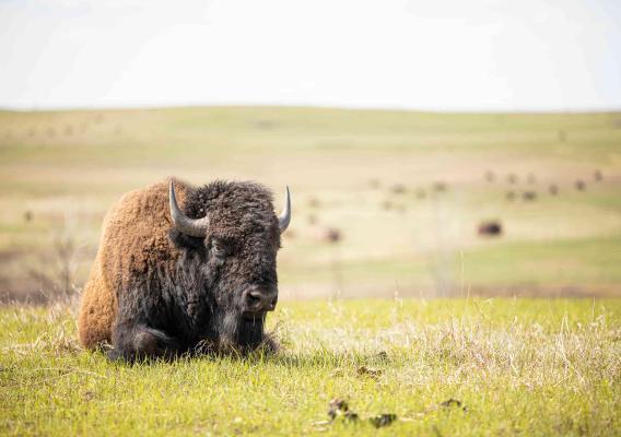 A buffalo sitting on open rangeland
