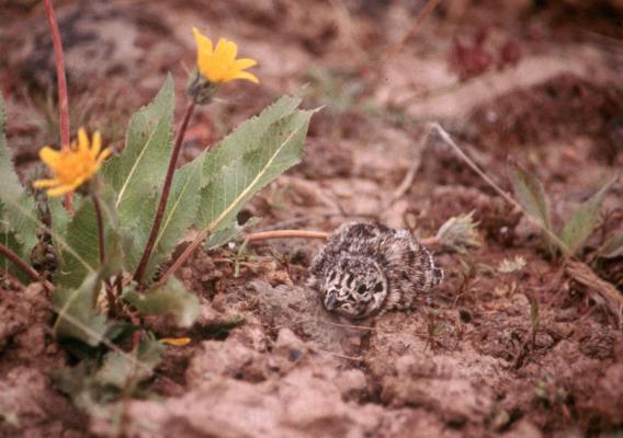 Sage grouse chick
