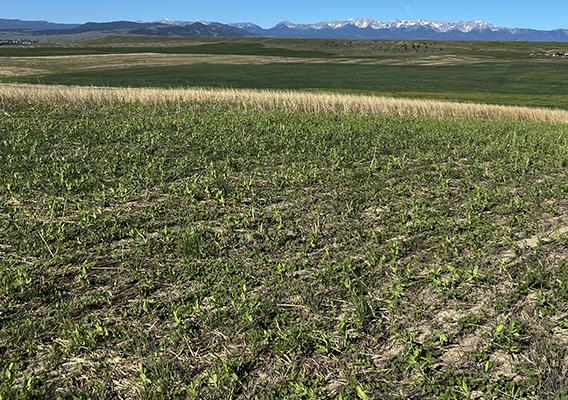 Crops in field