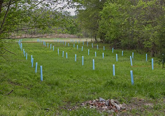 Grassy area surrounded by trees