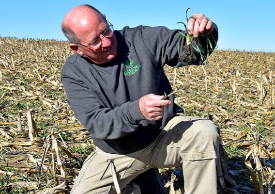 Person in field examining seedlings