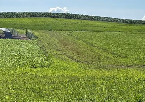 Field of green grass on rolling hills