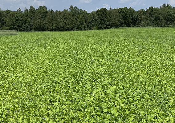 Crops in fiels