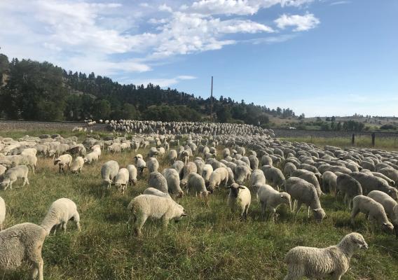 Goats in field