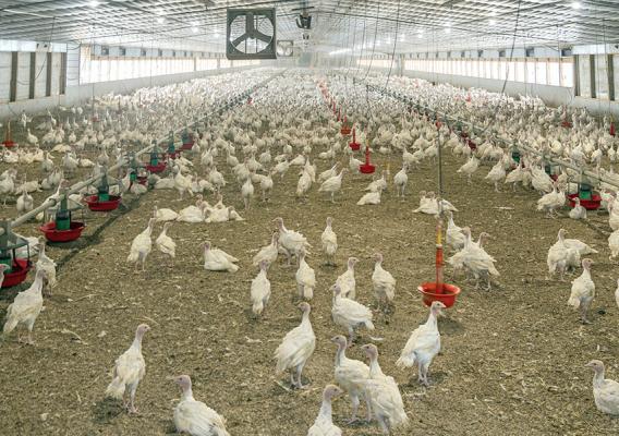 Turkeys in feed house