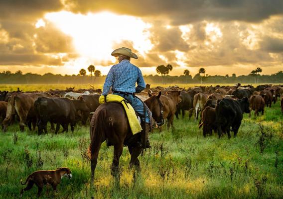 Person on horse corralling cattle