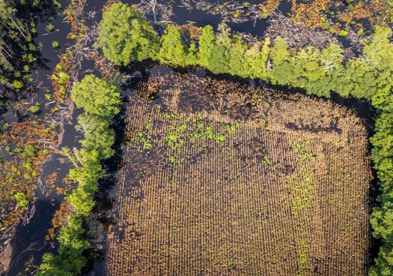 Flooded crop field