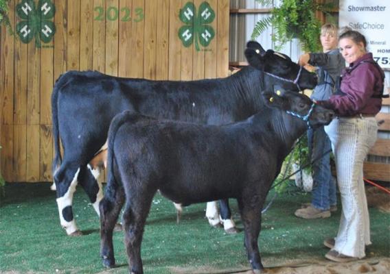 Two people showing cows