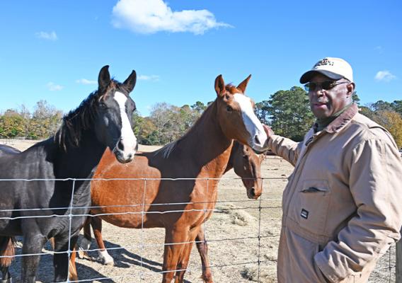 Person standing next to two horses