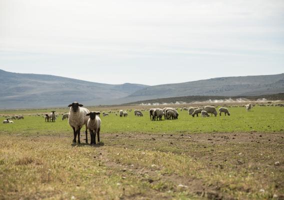 Field of sheep in California
