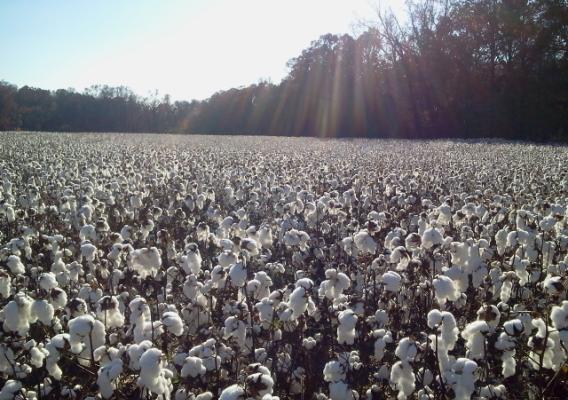 Field of cotton