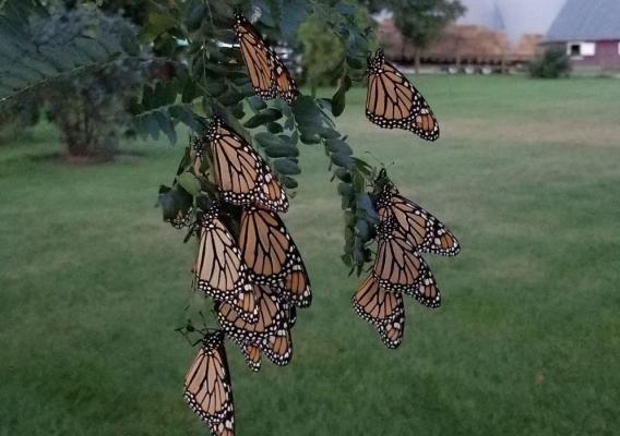 Monarch butterflies roosting on an Illinois farm