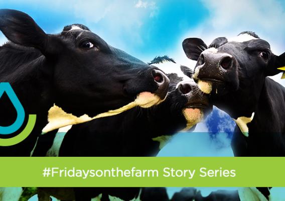 Three black and white cows with a branded overlay of the NRCS logo and green stripe with the #Fridaysonthefarm title