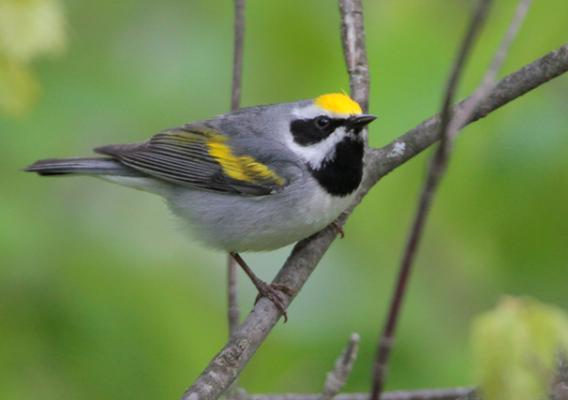 Photo of a golden wing warbler bird in a tree