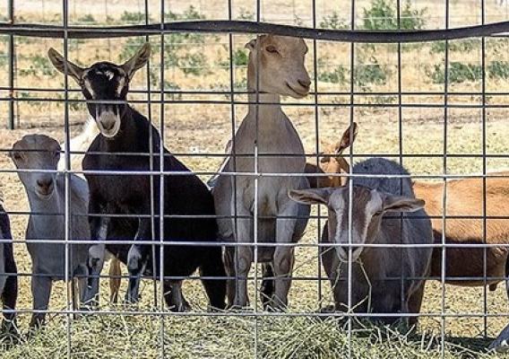 Photo of goats in a pen