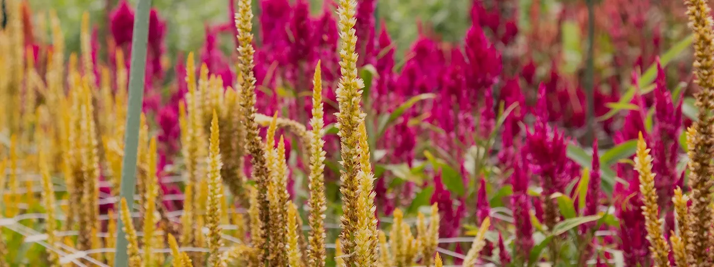 Gold and magenta flowers