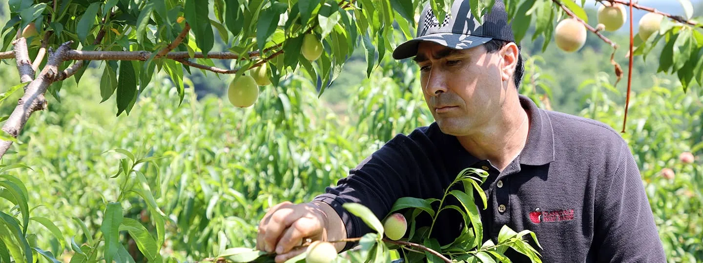Ben Clark, wearing a baseball cap and dark polo shirt, picks fruit from a tree.