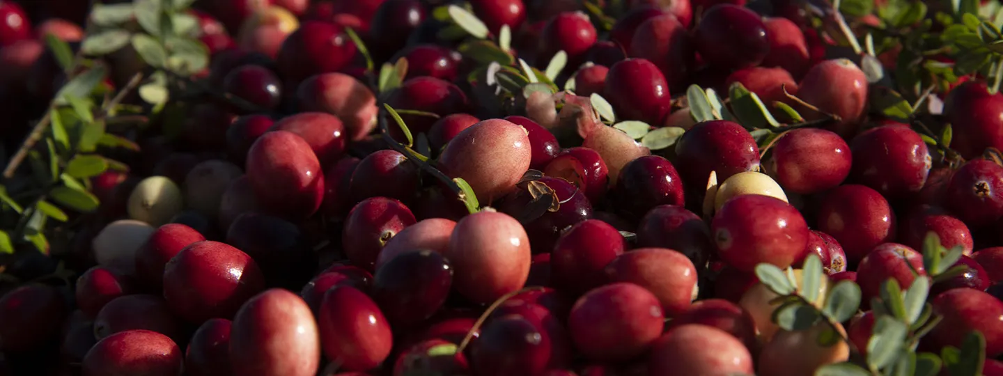 A pile of cranberries