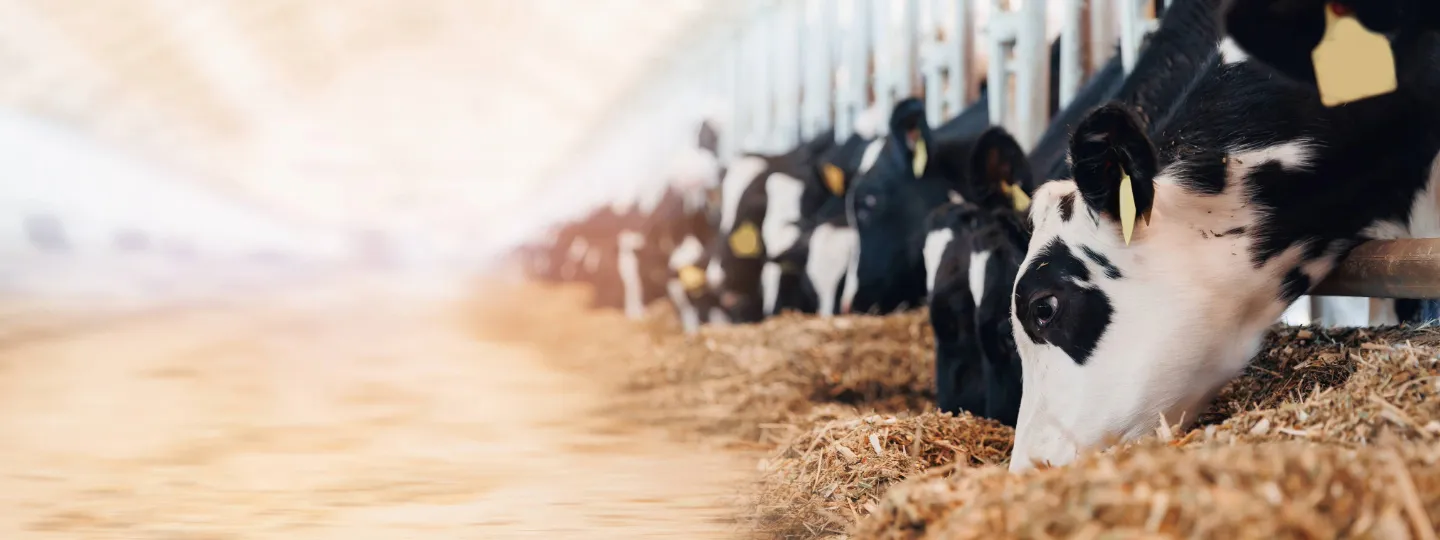 A row of dairy cows feeding from their stalls