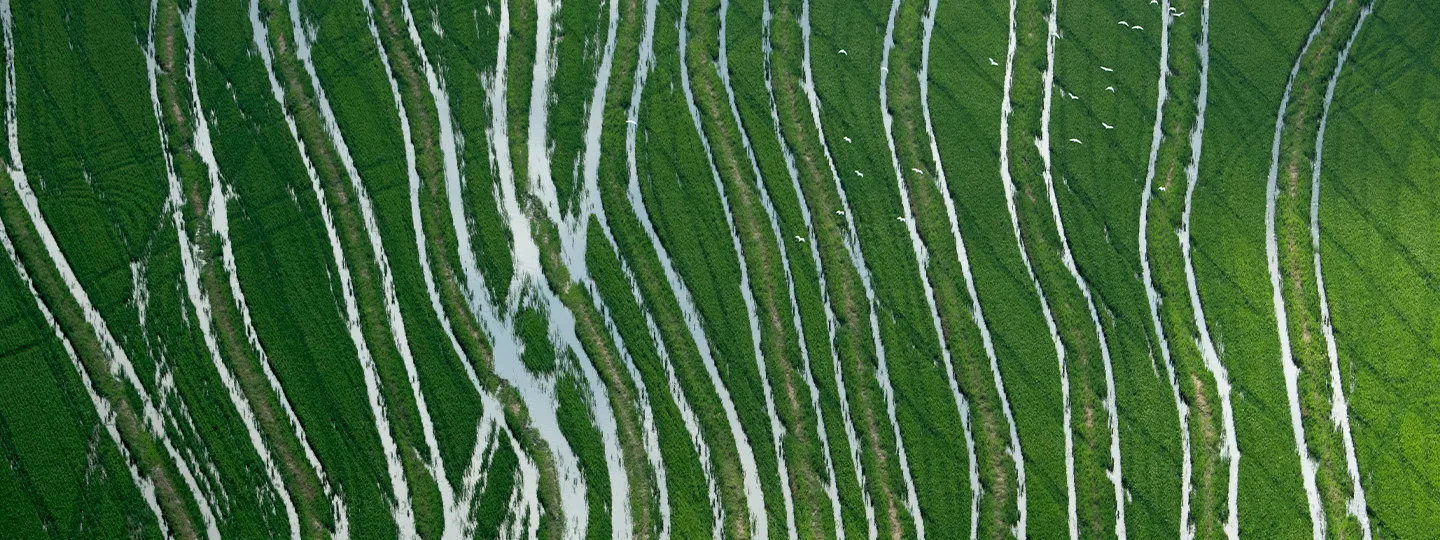 Flooded cropland