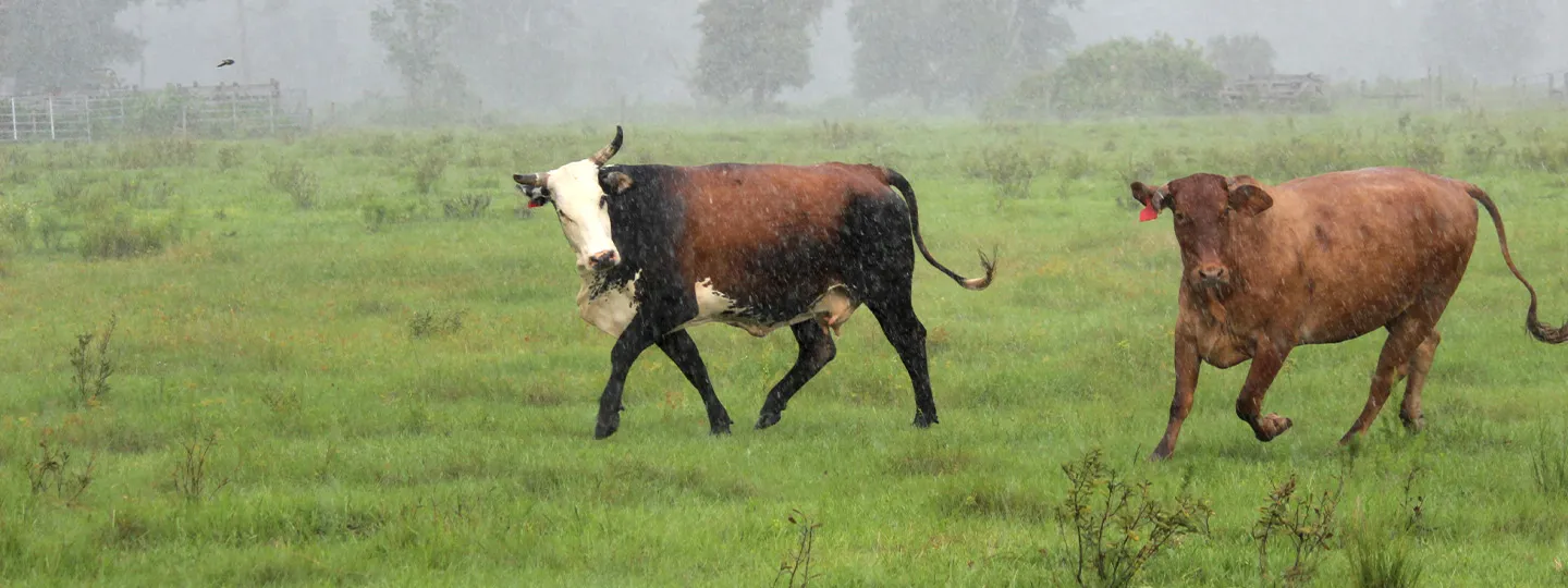 Cows stand in a field as rain pelts down on them