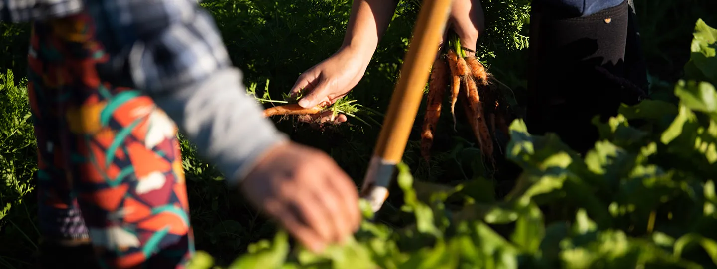 people picking carrots from the soil