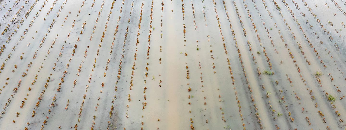 Overheard shot of a flooded field