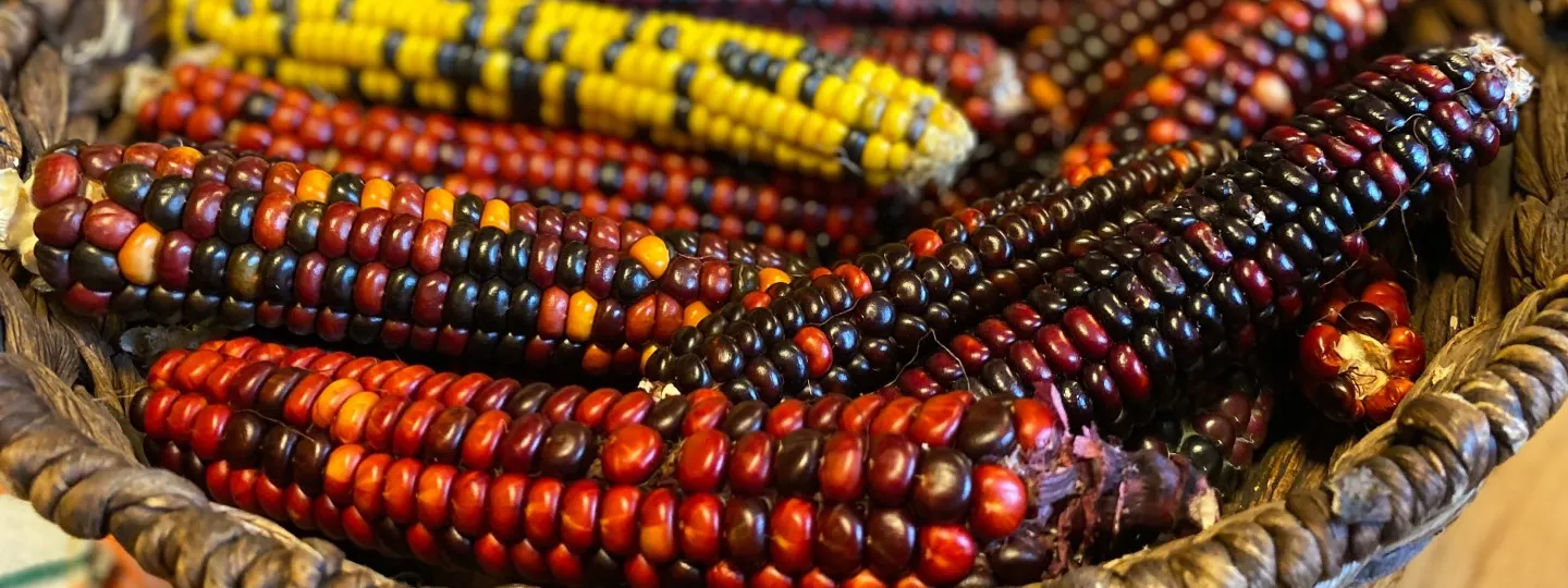 Several ears of colorful painted mountain corn in a bowl