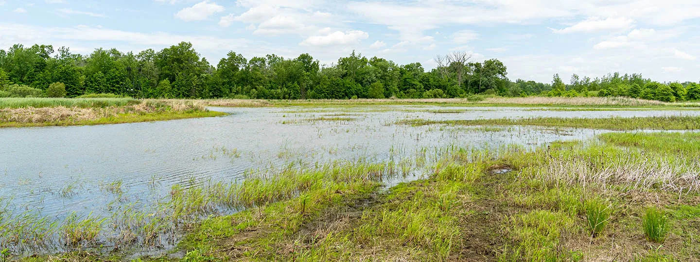 Water sits in a macro at a restored wetland area.