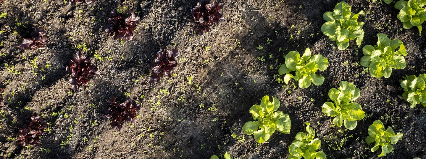 Cabbage growing