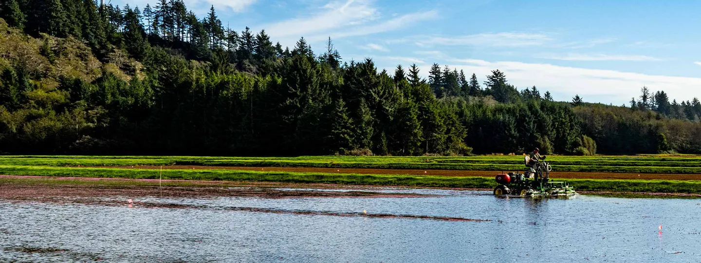 A cranberry grader drives through a water-filled bog to detach cranberries from the vine.