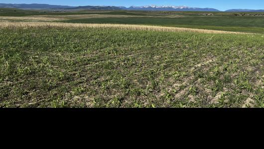 Crops in field