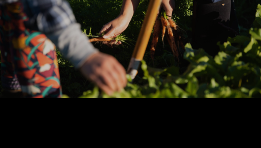 hands picking crops