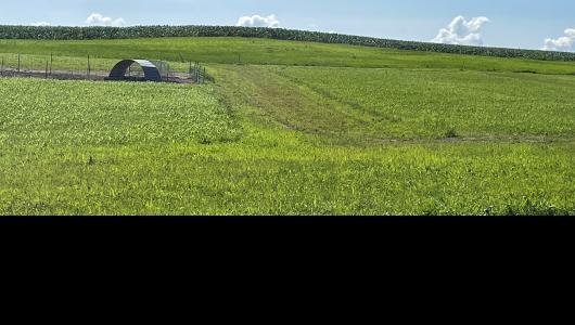 Field of green grass on rolling hills